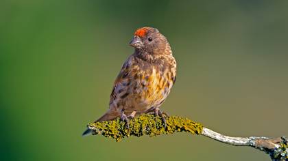 Kara iskete » Red-fronted Serin » Serinus pusillus