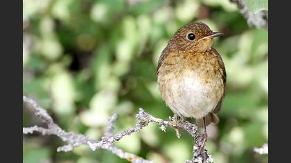 Kızılgerdan » European Robin » Erithacus rubecula