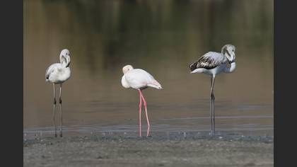 Flamingo