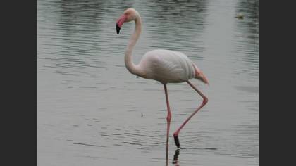 Flamingo