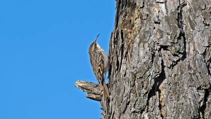 Bahçe tırmaşıkkuşu