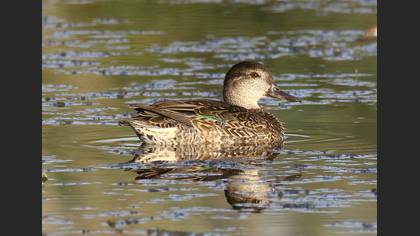 Çamurcun » Eurasian Teal » Anas crecca
