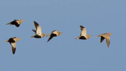 Bağırtlak