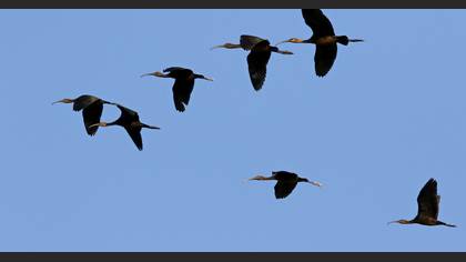 Çeltikçi » Glossy Ibis » Plegadis falcinellus