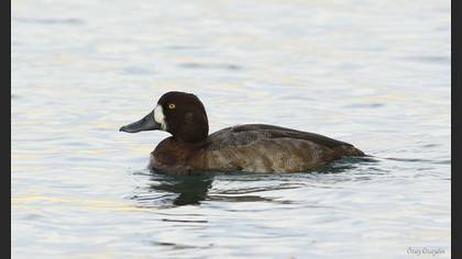 Karabaş patka