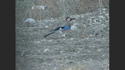 Alakarga