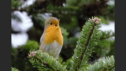 Kızılgerdan » European Robin » Erithacus rubecula
