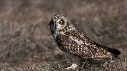 Kır baykuşu » Short-eared Owl » Asio flammeus