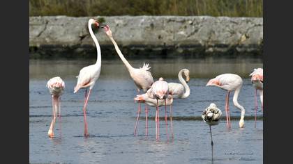 Flamingo