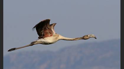 Flamingo » Greater Flamingo » Phoenicopterus roseus
