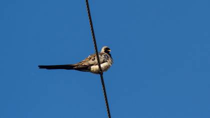Kap kumrusu » Namaqua Dove » Oena capensis