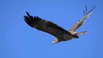 Şah kartal » Eastern Imperial Eagle » Aquila heliaca