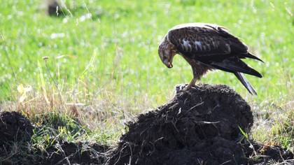 Kızıl şahin » Long-legged Buzzard » Buteo rufinus