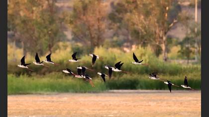 Uzunbacak