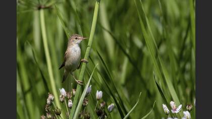 Saz kamışçını » Common Reed Warbler » Acrocephalus scirpaceus