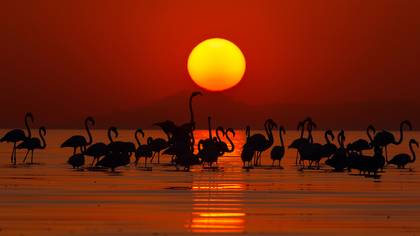 Flamingo