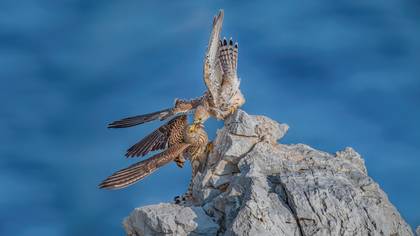 Küçük kerkenez » Lesser Kestrel » Falco naumanni
