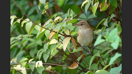 Büyük kamışçın