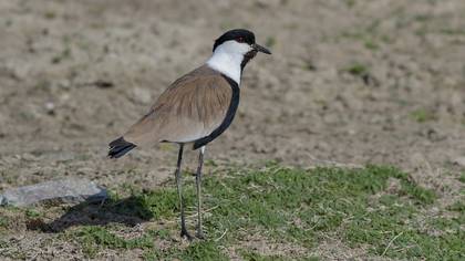 Mahmuzlu kızkuşu » Spur-winged Lapwing » Vanellus spinosus