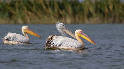 Tepeli pelikan » Dalmatian Pelican » Pelecanus crispus