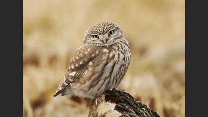 Kukumav » Little Owl » Athene noctua