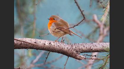 Kızılgerdan » European Robin » Erithacus rubecula
