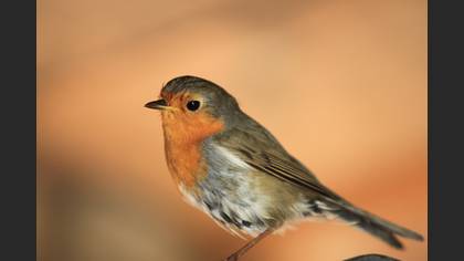 Kızılgerdan » European Robin » Erithacus rubecula