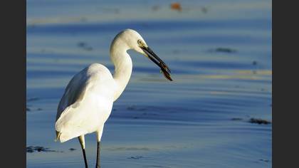 Küçük ak balıkçıl » Little Egret » Egretta garzetta