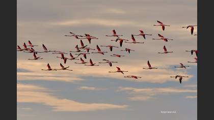 Flamingo