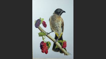 Arapbülbülü » White-spectacled Bulbul » Pycnonotus xanthopygos