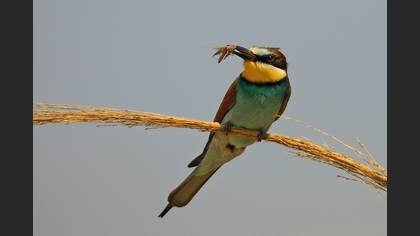 Arıkuşu » European Bee-eater » Merops apiaster
