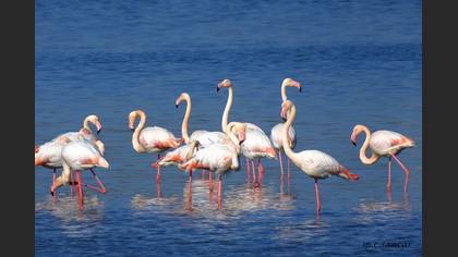 Flamingo