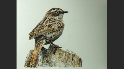 Sürmeli dağbülbülü » Radde`s Accentor » Prunella ocularis