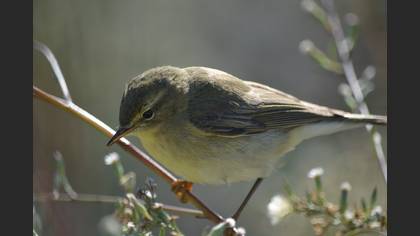 Çıvgın » Common Chiffchaff » Phylloscopus collybita