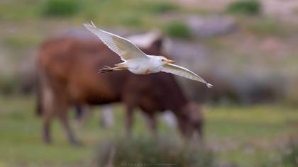 Sığır balıkçılı » Western Cattle Egret » Ardea ibis