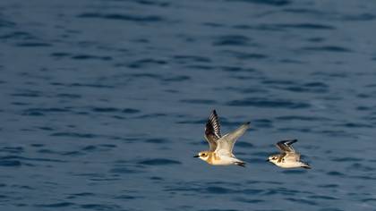 Tibet cılıbıtı