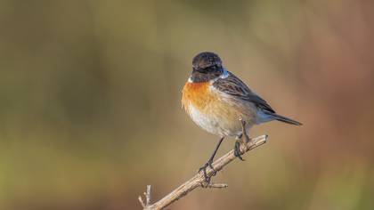 Taşkuşu » European Stonechat » Saxicola rubicola