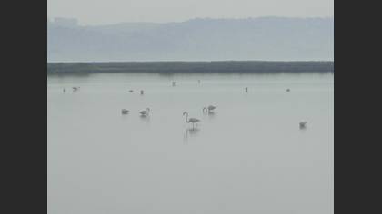 Flamingo