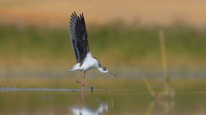 Uzunbacak » Black-winged Stilt » Himantopus himantopus