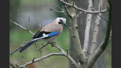 Alakarga » Eurasian Jay » Garrulus glandarius
