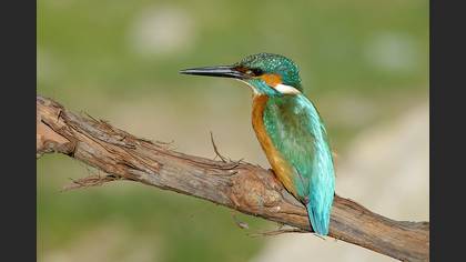 Yalıçapkını » Common Kingfisher » Alcedo atthis