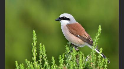 Kızılsırtlı örümcekkuşu » Red-backed Shrike » Lanius collurio