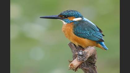 Yalıçapkını » Common Kingfisher » Alcedo atthis