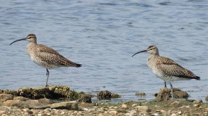 Sürmeli kervançulluğu » Eurasian Whimbrel » Numenius phaeopus