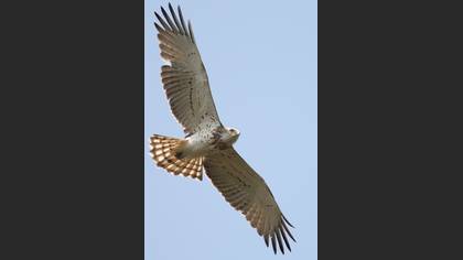 Yılan kartalı » Short-toed Snake Eagle » Circaetus gallicus