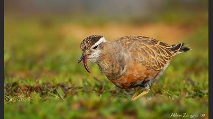 Dağ cılıbıtı » Eurasian Dotterel » Eudromias morinellus 