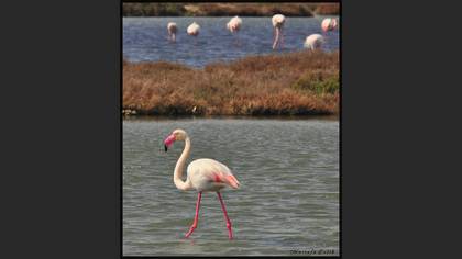 Flamingo » Greater Flamingo » Phoenicopterus roseus