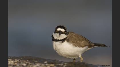 Halkalı küçük cılıbıt » Little Ringed Plover » Charadrius dubius