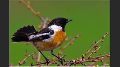 Taşkuşu » European Stonechat » Saxicola rubicola