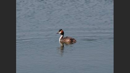 Bahri » Great Crested Grebe » Podiceps cristatus